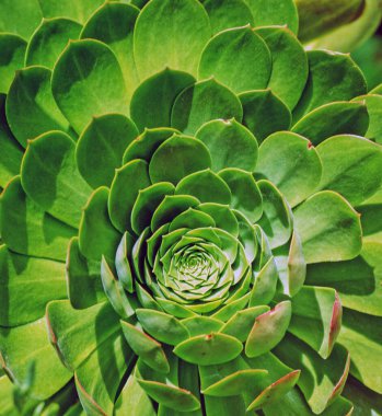 Bir Echeveria kaktüsünün yakınında.