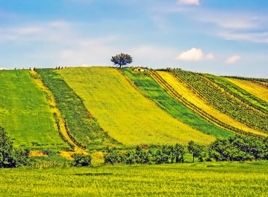Tepede yalnız ağaçlarla dolu asma bahçeler.