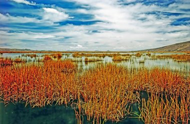 Titicaca Gölü üzerinde Totora Reeds, Peru