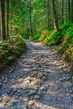 Slovakya 'daki High Tatra Dağ Yolu