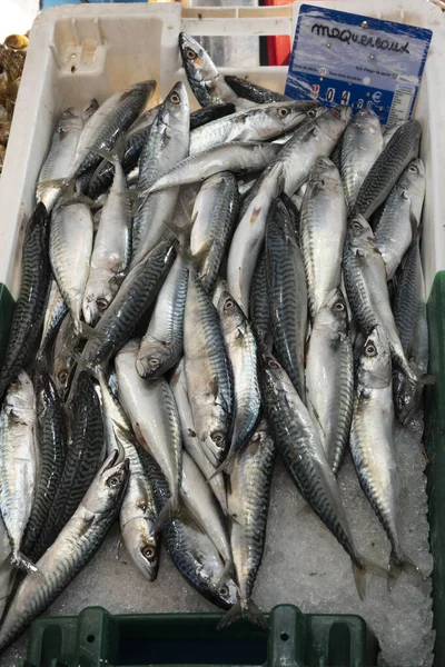 Mackerels Fish Stall Market Sanary Sur Mer France — Stock Photo, Image