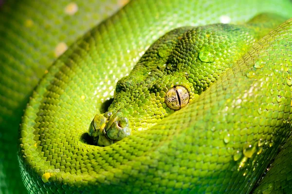 Cabeça Python Árvore Verde Zoológico Imagens De Bancos De Imagens Sem Royalties