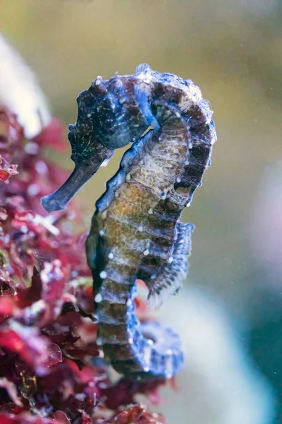 Hippocampe Dans Aquarium Vie Aquatique — Photo