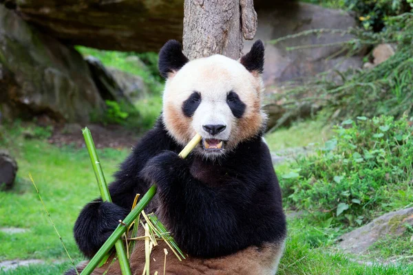 Fransa Hayvanat Bahçesinde Bambu Yiyen Bir Panda — Stok fotoğraf