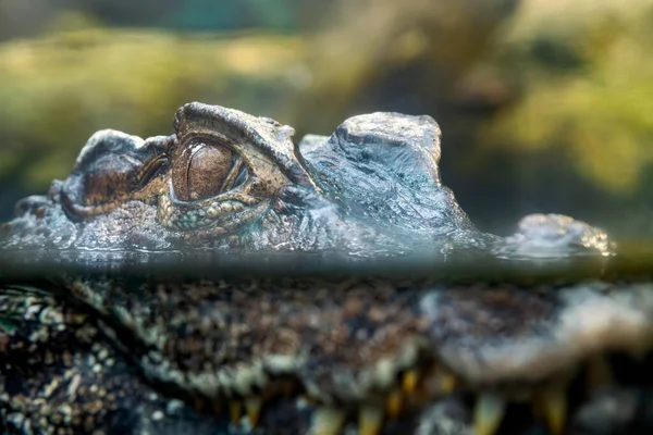 Krokodyl Czatach Wodzie — Zdjęcie stockowe