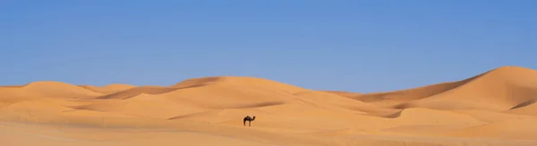 ラクダ付きメルツーガ砂漠のパノラマビュー モロッコ ロイヤリティフリーのストック写真