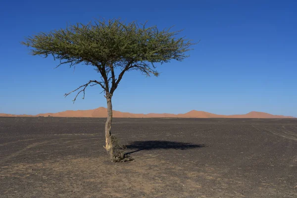 メルツーガ砂漠のツリー モロッコ ストック画像