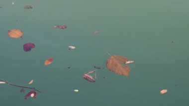 Deniz mavisi nehir suyunda yüzen sonbahar yaprakları