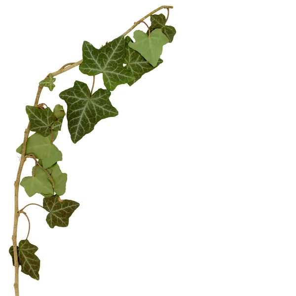 Hedera Ivy Twig Leaves Isolated White Background — Stock Photo, Image
