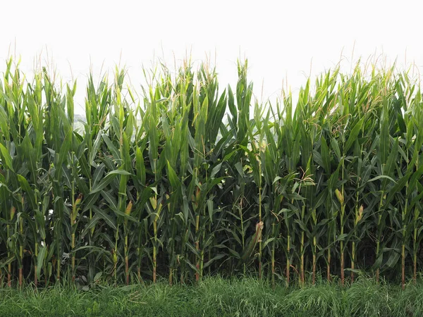 Green Maize Corn Plants Field Useful Background — 图库照片