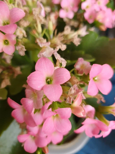 Kalanchoe Pink Flower Scientific Classification Saxifragales Crassulaceae — Stock Photo, Image