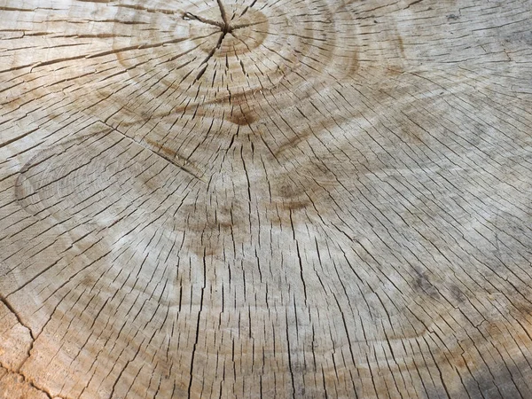 Querschnitt Eines Baumstammstumpfes Als Hintergrund Nützlich — Stockfoto