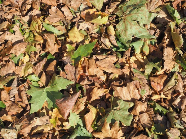 Brown Autumn Leaves Texture Useful Background — Stock Photo, Image