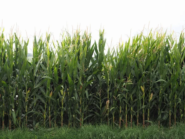 Green Maize Corn Plants Field Useful Background — Zdjęcie stockowe