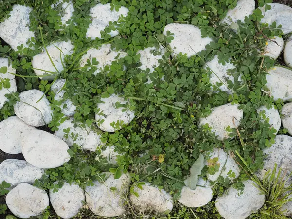 Beyaz Kaldırım Taşları Çimen Dokusu Arka Plan Olarak Kullanışlı — Stok fotoğraf