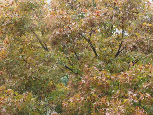 Maple Leaves Texture Useful Background — Stock Photo, Image