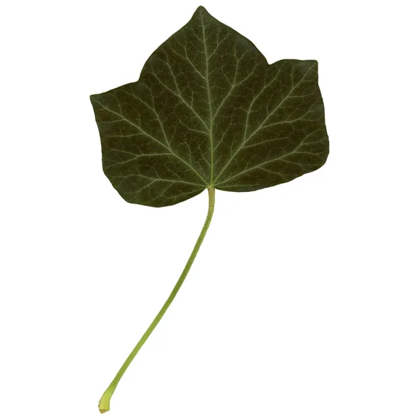 Hedera Ivy Leaf Isolated White Background — Stock Photo, Image