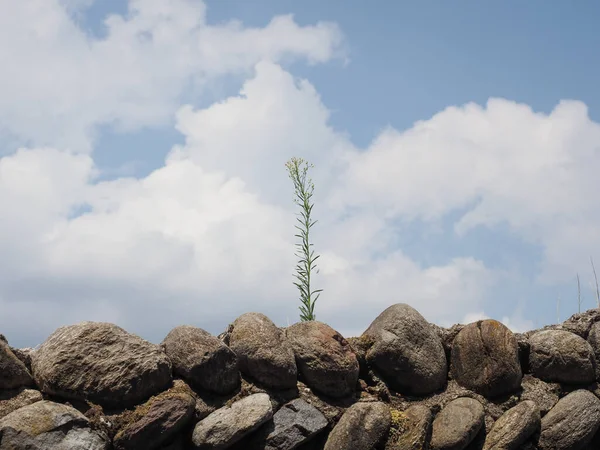 Rośliny Rosnące Szczycie Kamiennej Ściany Nad Błękitnym Niebem Chmurami — Zdjęcie stockowe