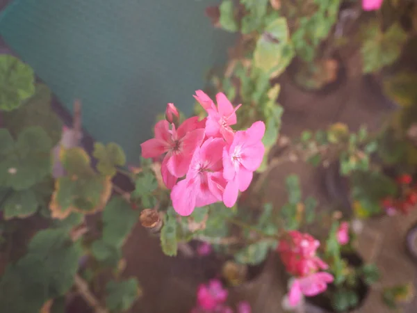 Герань Журавль Розовый Цветок Научной Классификации Geraniales — стоковое фото