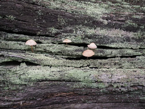 Champignon Xylophage Décomposition Bois Poussant Sur Les Arbres Morts — Photo