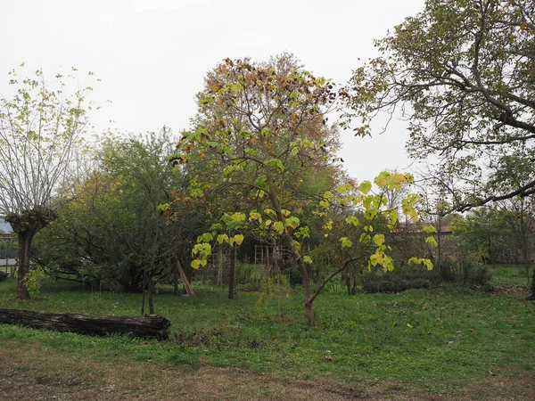 インドの豆の木の学名Catalpa Bignonioides — ストック写真