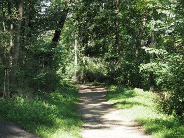 Wilsonuv les translation Wilson Ormanı, Brno, Çek Cumhuriyeti