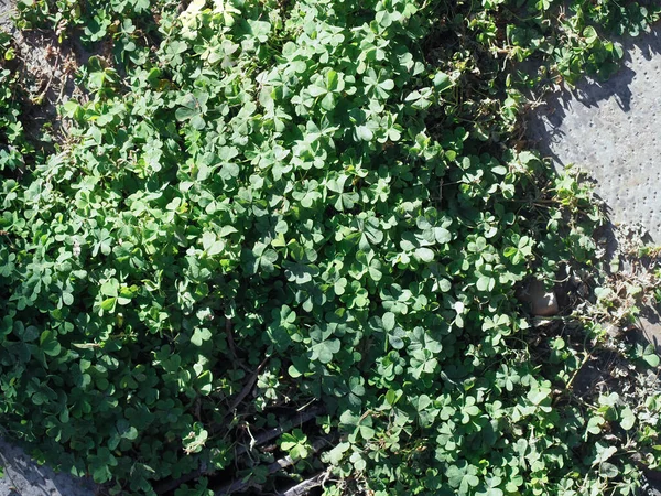 Klöver Aka Trefolie Växt Vetenskapligt Namn Trifolium — Stockfoto
