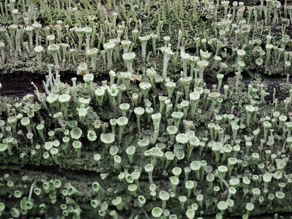 Pixie Cup Lichen Scientific Name Cladonia Asahinae — Stock Photo, Image