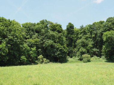 meadow and trees natural background with copy space