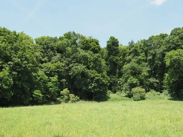 stock image meadow and trees natural background with copy space