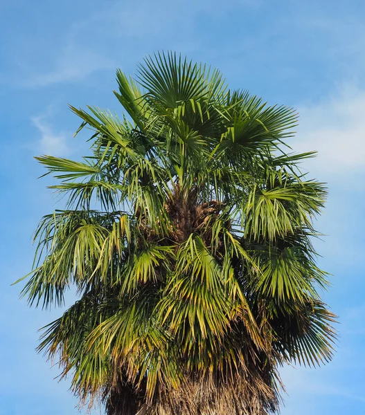 Palmeira Classificação Científica Arecaceae Sobre Céu Azul — Fotografia de Stock