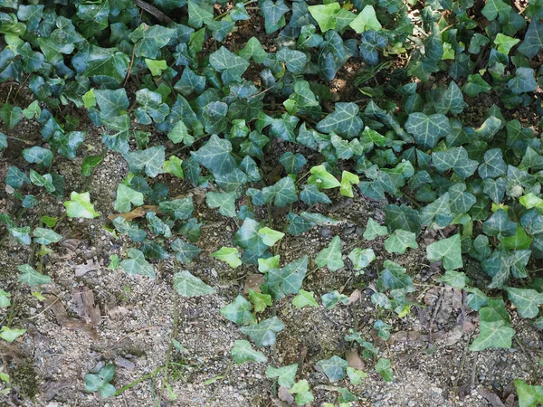 Murgröna Vetenskapligt Namn Hedera Växt Användbar Som Bakgrund — Stockfoto
