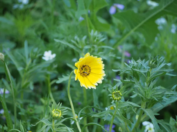 昆虫在草坪上采摘黄色花朵中的花蜜 — 图库照片
