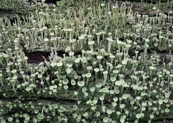 Pixie Tasse Lichen Nom Scientifique Cladonia Asahinae — Photo
