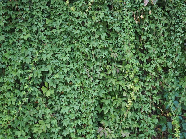 Ivy Научное Название Hedera Завод Полезным Качестве Фона — стоковое фото
