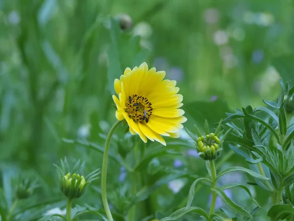 Комахи Отримують Нектар Жовтої Квітки Газоні — стокове фото
