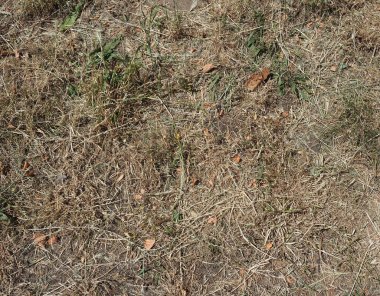 Çayırların kuraklık yüzünden sararması ve arka plan olarak iklim değişikliğinin yararlı olması