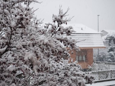 Kışın yoğun kar altında ağaçların olduğu sahne