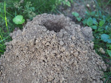 ground nesting excavated by animals in e meadow