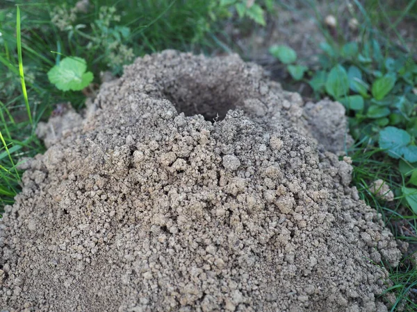ground nesting excavated by animals in e meadow