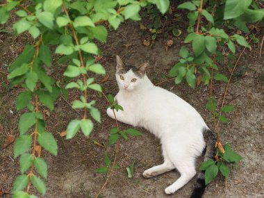 Bir ağacın gölgesinde beyaz tekir kedi