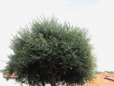 olive tree also known with its scientific name Olea europaea