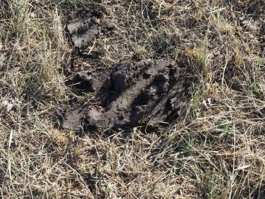 manure organic matter used as fertilizer in agriculture