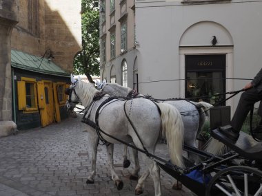 VIENNA, AUSTRIA - CRCA EPTESİ 2022: atlar ve arabalar