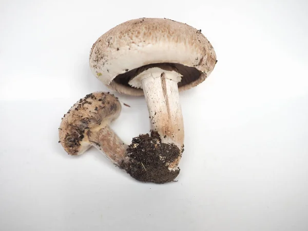 Two Agaricus Bisporus Aka Champignons Mushrooms Copy Space — Stock Photo, Image