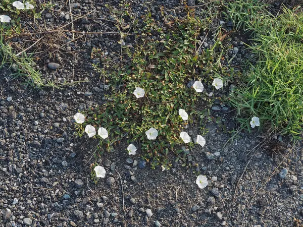 Nature Reclaiming Anthropized Space Flowers Growing Tarmac — Stock Photo, Image