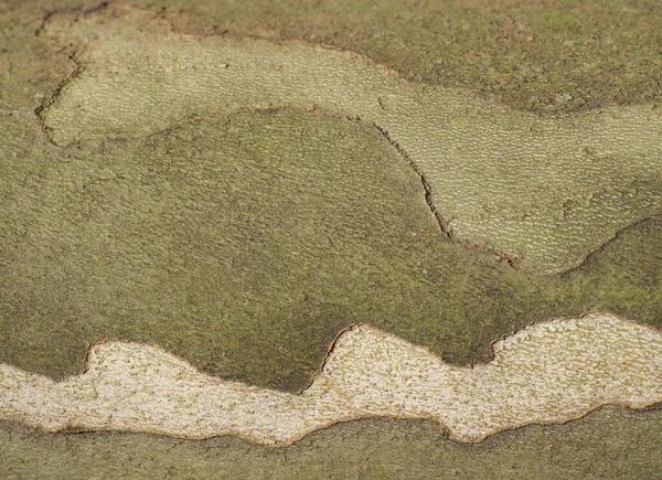 industrial style camouflage pattern on plane tree bark useful as a background