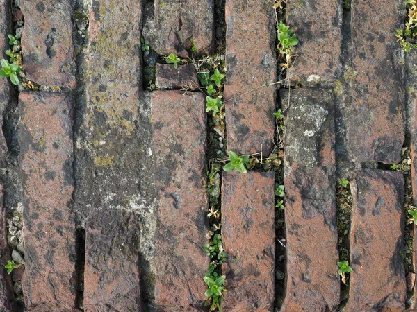 Grass Growing Ancient Red Brick Wall — Stock Photo, Image