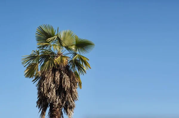 Palmy Nad Modrou Oblohou Užitečné Jako Pozadí Kopírovacím Prostorem — Stock fotografie