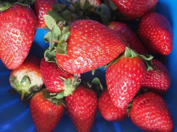 Rote Erdbeeren Früchte Einer Blauen Schüssel — Stockfoto